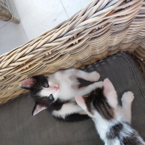 Verschmuste  Katzenbabys