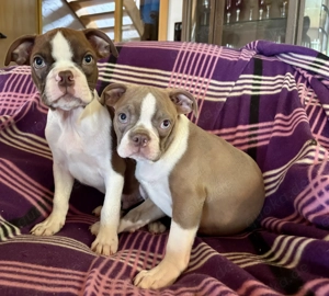 Boston-Terrier-Welpen