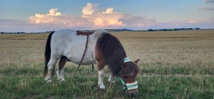 Freier Offenstall Platz