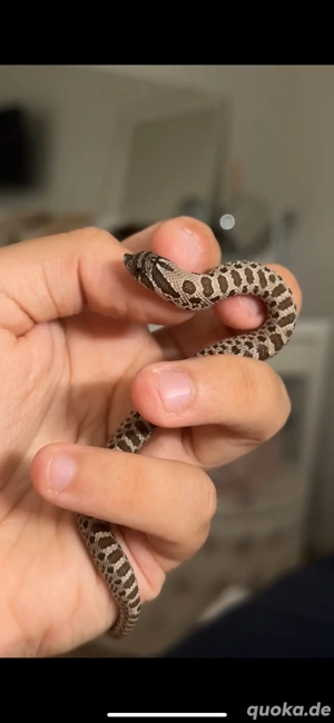 1.0 Heterodon Nasicus 05 25