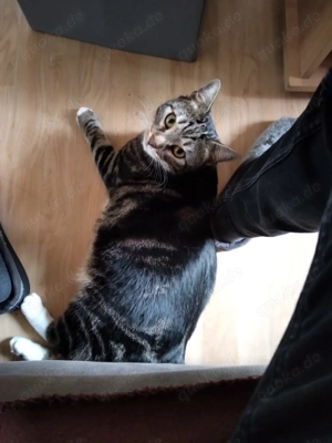 Neues Zuhause gesucht für meinen Kater Mogli 