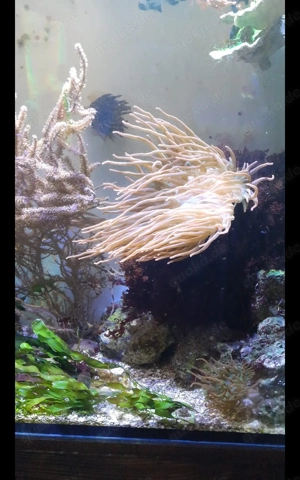 Meerwasser Kupferanimone 