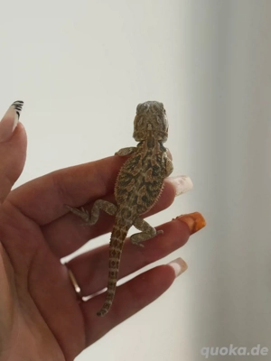 Farb-Bartagame Pogona Vitticeps