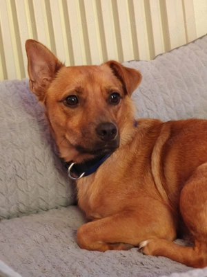 Leo-Pat ... kleiner Rüde sucht großes Glück