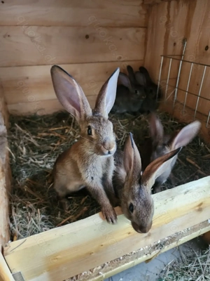 Castor Rex Mix Kaninchenbabys 