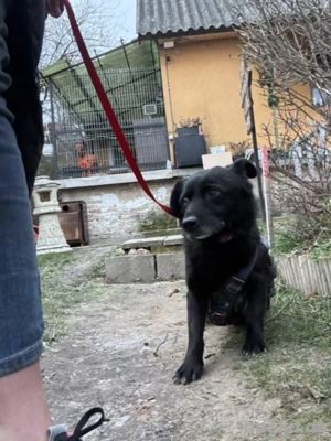 Greti sucht ein Zuhause      Bild 2