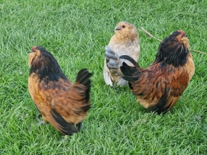 Antwerpener Bartzwerge NZ24 25