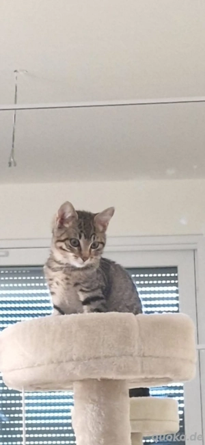 katze (3 monate alt mit zubehör)