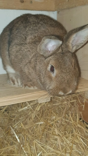 Gebe Kleine Wiener in wildfarben von 25 ab.