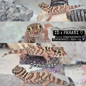 Teratoscincus Roborowskii - Wundergecko Babys