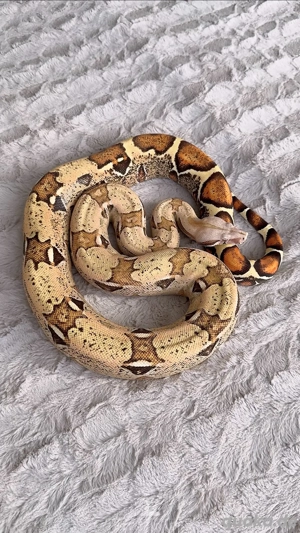 VPI T+ Pink Panther Weibchen