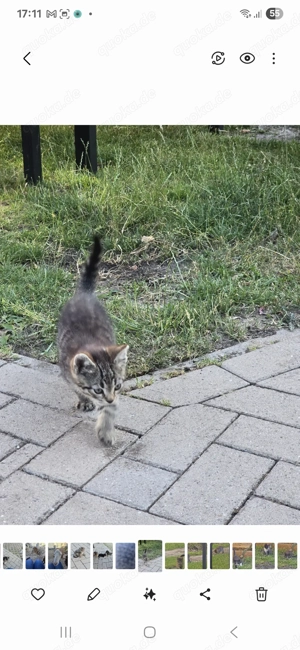 Süße Katzenbabys abzugeben