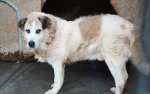 Erfahrenes, ländliches Zuhause gesucht für unseren Efran...