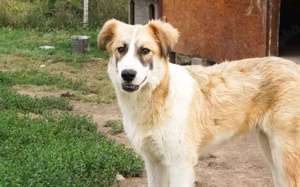 Liebevolles zu Hause für Jackson gesucht Bild 4