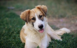 Liebevolles zu Hause für Jackson gesucht Bild 2