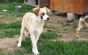 Liebevolles zu Hause für Jackson gesucht Bild 6