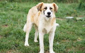 Liebevolles zu Hause für Jackson gesucht Bild 5