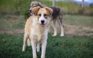 Liebevolles zu Hause für Jackson gesucht Bild 3