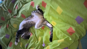 Europäische Kurzhaar Katzen m w abzugeben 