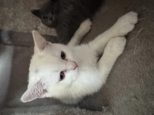 Schneeweißchen BKH suchen liebevolle Menschen