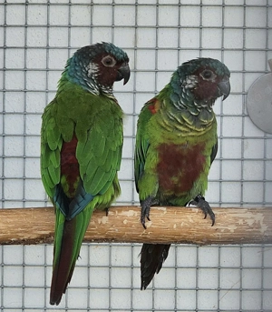 Emmas-Weißohrsittiche