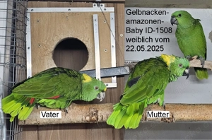 Gelbnackenamazone Baby