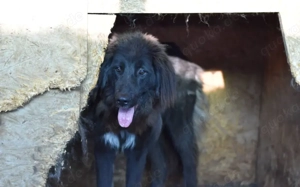 Sicheres Zuhause für ängstliche Sadie