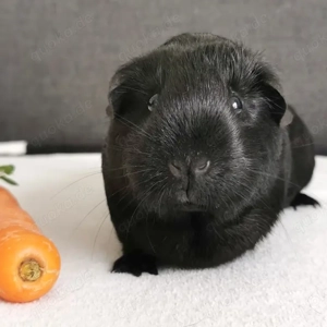 Freddy, 10 Monate - Glatthaar Meerschweinchen - Tierhilfe Franken e.V.