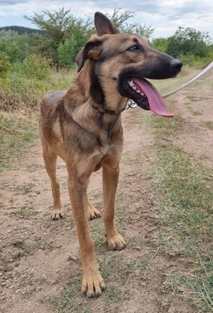 Lieber Mischlingsrüde Bud sucht seine Menschen