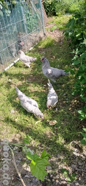 Lavender Araucaner Stamm