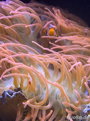    Korallen & Anemonen für dein Meerwasseraquarium   