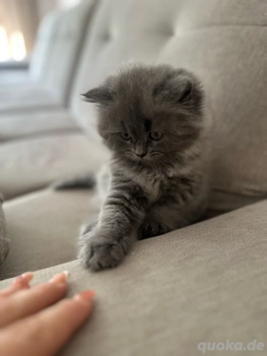 Zauberhafte kleine BKH BLH Prinzessin sucht ihr Für-Immer-Zuhause