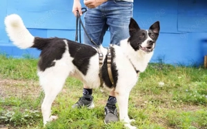 Zeigst du der hübschen Wallie die Welt?