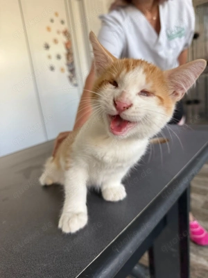 blinder Kater Rubin sucht tolles Zuhause mit vernetzten Balkon