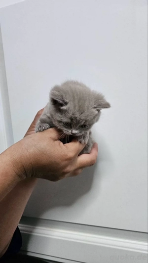 BKH Kitten grau (blue)      1 Mädchen & 2 Kater   verschmust, familienaufgezogen, abgabebereit Bild 10