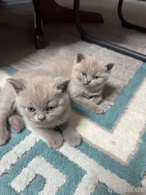 BKH Kitten grau (blue)      1 Mädchen & 2 Kater   verschmust, familienaufgezogen, abgabebereit Bild 2