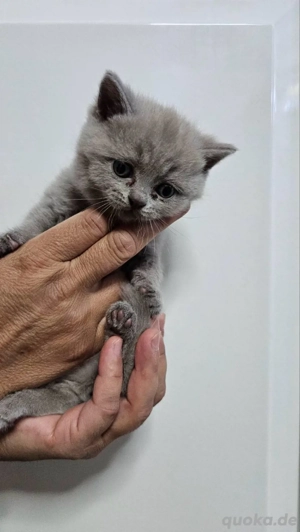 BKH Kitten grau (blue)      1 Mädchen & 2 Kater   verschmust, familienaufgezogen, abgabebereit Bild 9