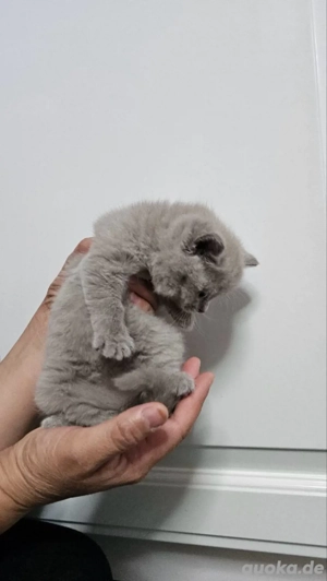 BKH Kitten grau (blue)      1 Mädchen & 2 Kater   verschmust, familienaufgezogen, abgabebereit Bild 8
