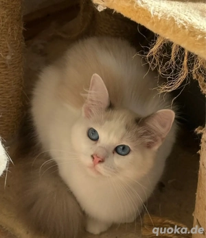 Reine rassige Ragdoll Katzen mit Stammbaum