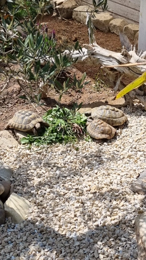 Verkaufe adulte griechische Landschildkröten 