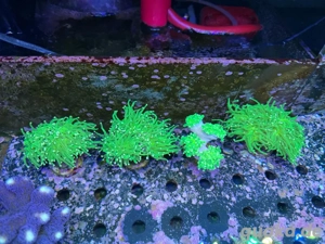 Euphyllia, Chalice, Milka....SPS, LPS