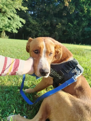 hübscher Posavski Gonic Mischlings-Rüde Dex sucht ein Zuhause oder Pflegestelle Bild 2