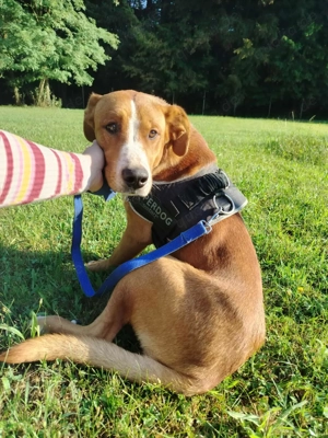 hübscher Posavski Gonic Mischlings-Rüde Dex sucht ein Zuhause oder Pflegestelle Bild 3