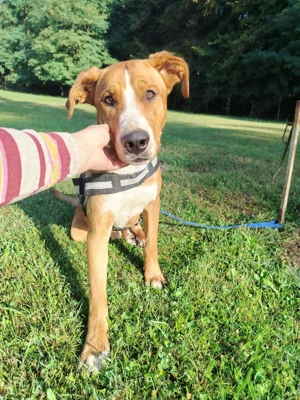 hübscher Posavski Gonic Mischlings-Rüde Dex sucht ein Zuhause oder Pflegestelle Bild 4