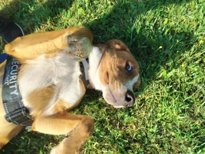 hübscher Posavski Gonic Mischlings-Rüde Dex sucht ein Zuhause oder Pflegestelle Bild 5