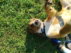 hübscher Posavski Gonic Mischlings-Rüde Dex sucht ein Zuhause oder Pflegestelle Bild 6