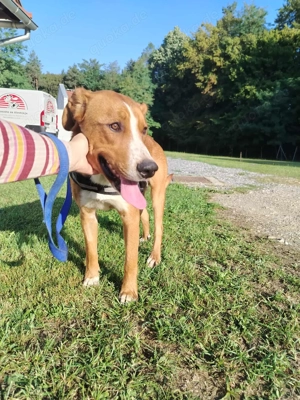hübscher Posavski Gonic Mischlings-Rüde Dex sucht ein Zuhause oder Pflegestelle Bild 7