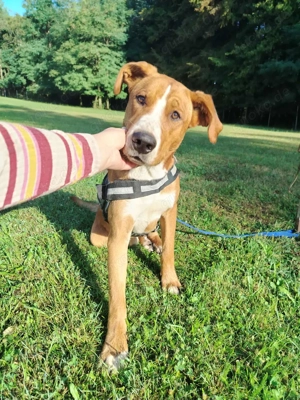 hübscher Posavski Gonic Mischlings-Rüde Dex sucht ein Zuhause oder Pflegestelle Bild 8