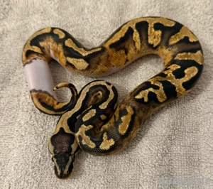 1.0 Pastel Pied