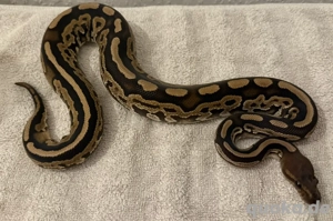 0.1 Cinnamon DH Lavender   Pied 